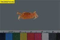 藏品(雙扇股窗蟹)的圖片